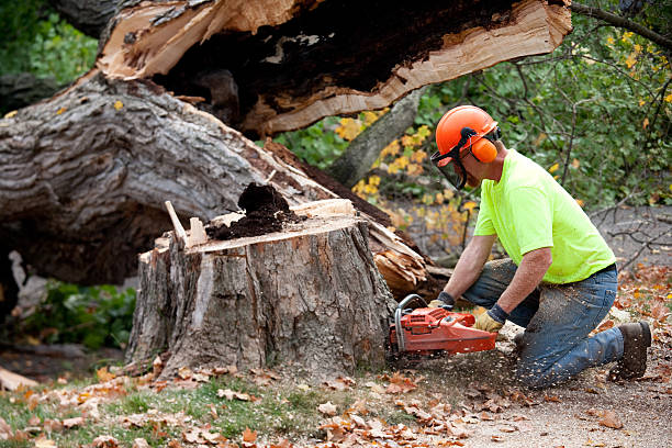 Best Affordable Tree Service  in Newton, TX